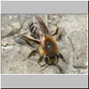 Andrena barbilabris - Sandbiene 10c 10mm Weibchen nach Paarung OS-Wallenhorst-Waldlichtung.jpg